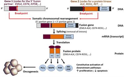 Translating Systems Medicine Into Clinical Practice: Examples From Pulmonary Medicine With Genetic Disorders, Infections, Inflammations, Cancer Genesis, and Treatment Implication of Molecular Alterations in Non-small-cell Lung Cancers and Personalized Medicine